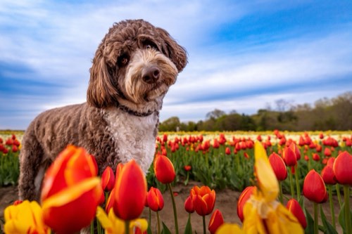 Fawn and Tux | Pet Photography — pet photography in Halton Hills (photo 3)