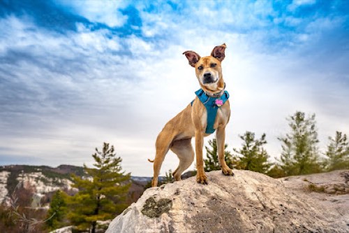 Fawn and Tux | Pet Photography — pet photography in Halton Hills