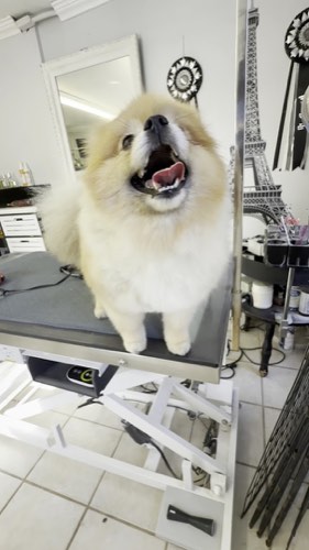 Masterpiece Groomery — pet grooming in Milton (photo 2)