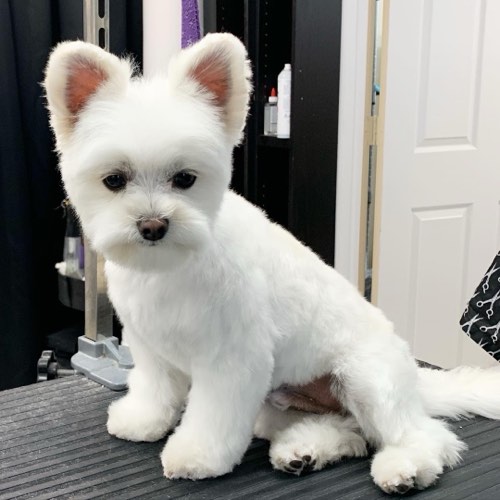 Masterpiece Groomery — pet grooming in Milton (photo 3)