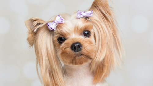 Masterpiece Groomery — pet grooming in Milton