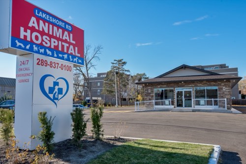 Lakeshore Road Animal Hospital — veterinary care in Oakville (photo 3)