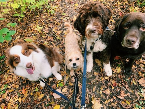Pooch and Boots — dog walking & pet sitting in Oakville (photo 2)