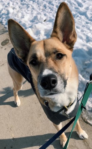 Pooch and Boots — dog walking & pet sitting in Oakville (photo 3)