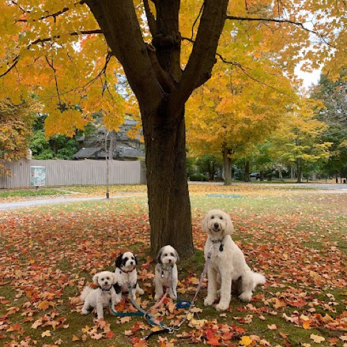 Pooch and Boots — dog walking & pet sitting in Oakville