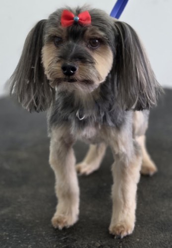 Phoenix Grooming Salon — pet grooming in Milton (photo 2)