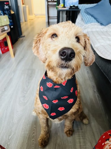 Phoenix Grooming Salon — pet grooming in Milton (photo 3)