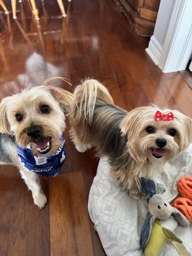 Phoenix Grooming Salon — pet grooming in Milton