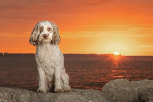 Posh Pets® Photography — pet photography in Halton Hills (photo 2)