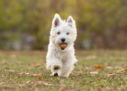 Posh Pets® Photography — pet photography in Halton Hills (photo 3)