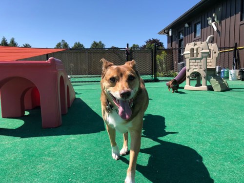 Family Pet Services — dog walking & pet sitting in Campbellville (photo 3)
