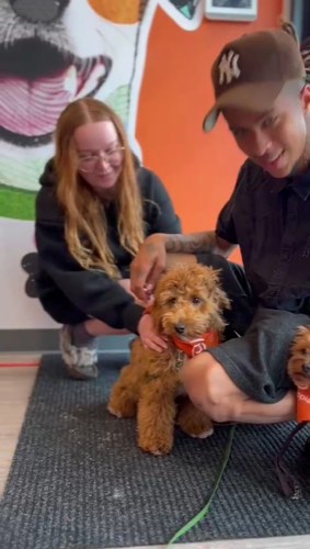 Dogtopia of Milton — pet grooming in Milton (photo 2)