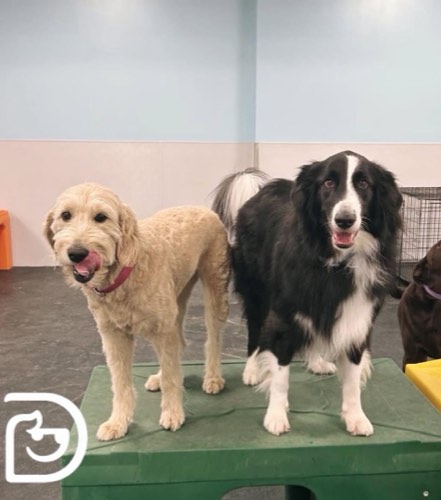 Dogtopia of Milton — pet grooming in Milton (photo 3)