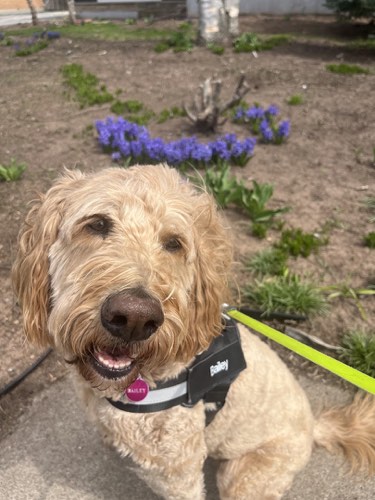 Smiley Pets Inc. — dog walking & pet sitting in Burlington (photo 2)