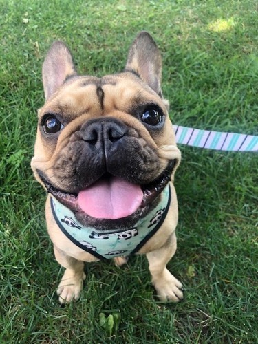 Smiley Pets Inc. — dog walking & pet sitting in Burlington (photo 3)