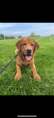 Smiley Pets Inc. — dog walking & pet sitting in Burlington