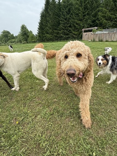 Northside Dog Retreat — dog walking & pet sitting in Milton (photo 2)