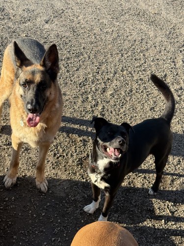 Northside Dog Retreat — dog walking & pet sitting in Milton (photo 3)