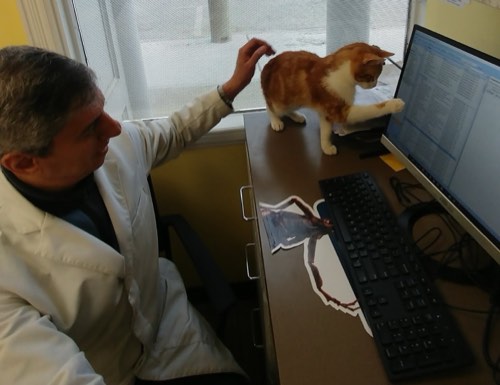 Burlington Lakeshore Veterinary Hospital — veterinary care in Burlington (photo 3)