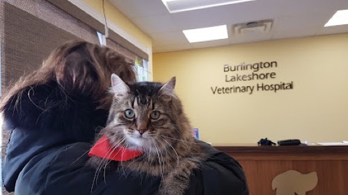 Burlington Lakeshore Veterinary Hospital — veterinary care in Burlington