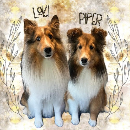 Two Pea's and the Paws — pet grooming in Milton (photo 3)