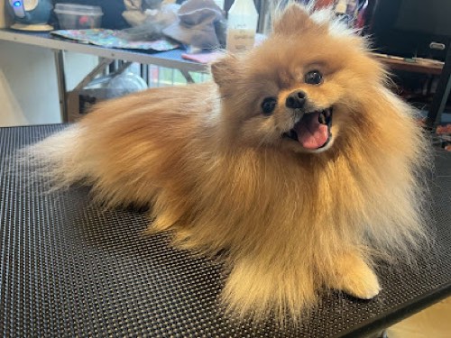 Two Pea's and the Paws — pet grooming in Milton