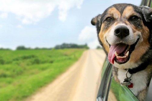 Parks & Barks Inc. — dog walking & pet sitting in Burlington (photo 2)
