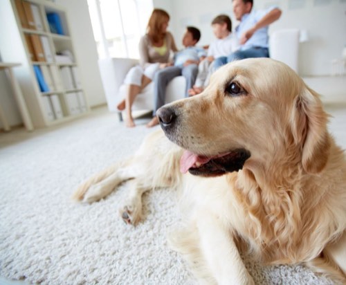 Parks & Barks Inc. — dog walking & pet sitting in Burlington (photo 3)