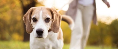 Parks & Barks Inc. — dog walking & pet sitting in Burlington