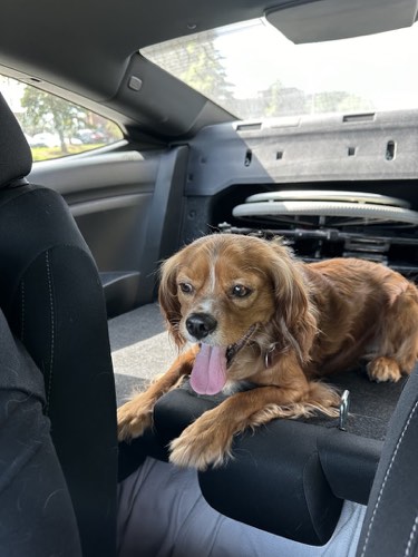GTA Paw Palace — pet grooming in Oakville (photo 2)