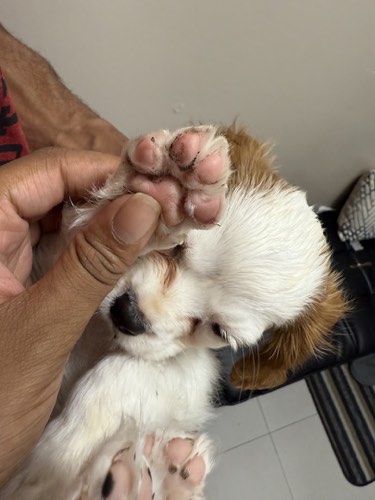 GTA Paw Palace — pet grooming in Oakville (photo 3)