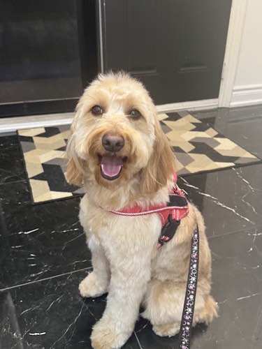 GTA Paw Palace — pet grooming in Oakville
