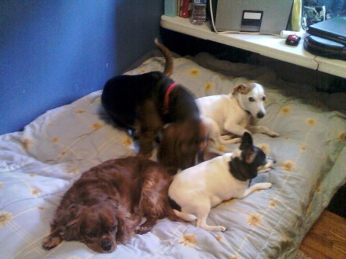 1 Hot Diggity Dog Pet Care — dog walking & pet sitting in Milton (photo 2)
