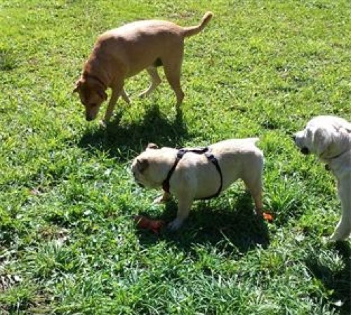 1 Hot Diggity Dog Pet Care — dog walking & pet sitting in Milton (photo 3)