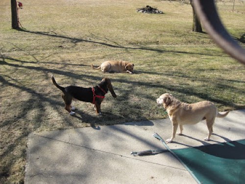 1 Hot Diggity Dog Pet Care — dog walking & pet sitting in Milton