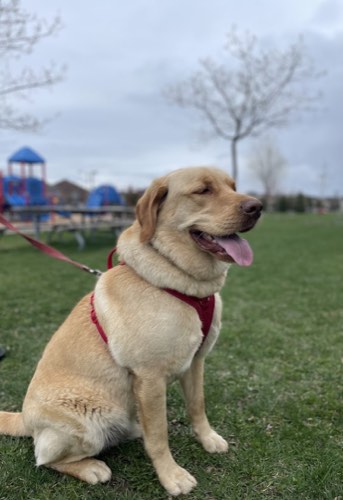 K9 Hans Training Academy & Pet Supplies — dog training in Halton Hills (photo 2)