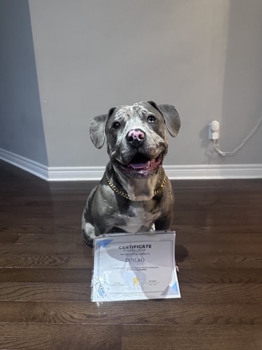 K9 Hans Training Academy & Pet Supplies — dog training in Halton Hills (photo 3)