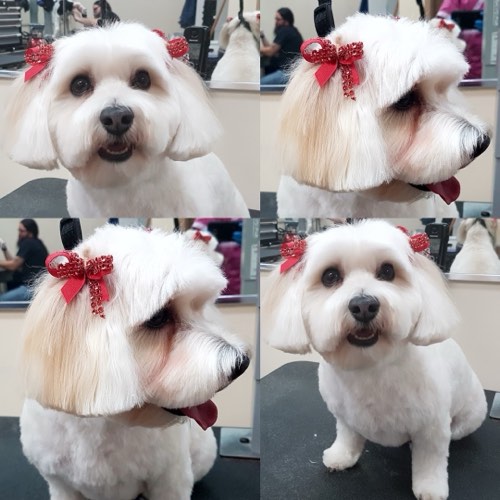 Pets N Groom Inc — pet grooming in Burlington (photo 3)