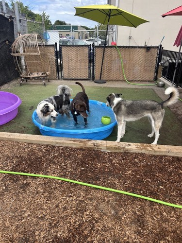 Playday Pups Dog Daycare — pet daycare & boarding in Burlington (photo 3)