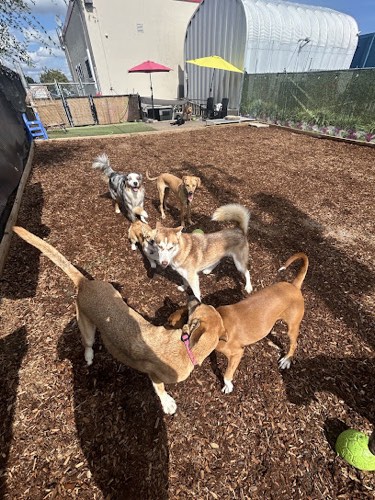 Playday Pups Dog Daycare — pet daycare & boarding in Burlington