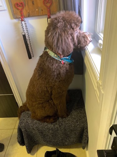 Barking Barber — pet grooming in Burlington (photo 2)