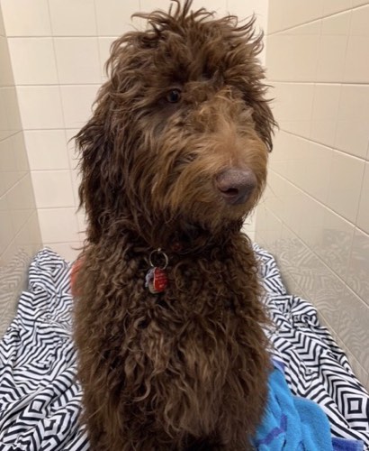 Barking Barber — pet grooming in Burlington (photo 3)