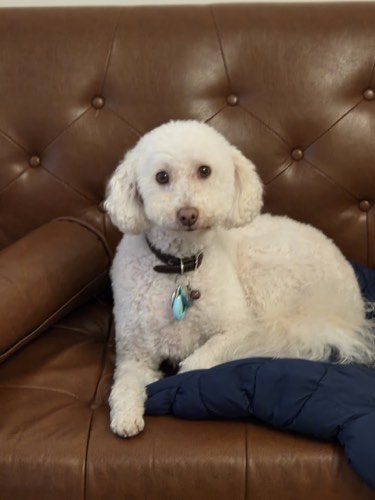 Bark Busters Mississauga — dog training in Halton Hills (photo 3)