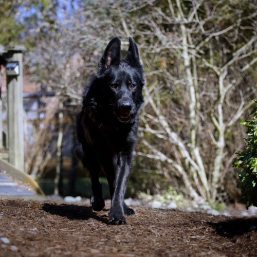 Burlington Animal Shelter — dog training in Burlington (photo 2)