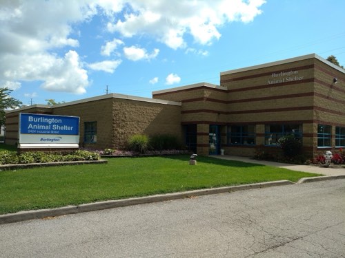 Burlington Animal Shelter — dog training in Burlington (photo 3)