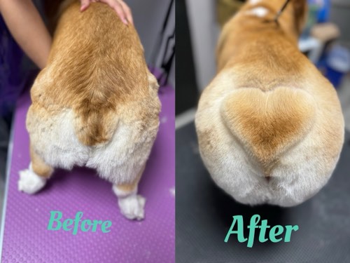 Paws Love Pet Grooming — pet grooming in Oakville (photo 2)