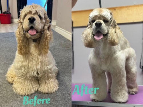 Paws Love Pet Grooming — pet grooming in Oakville