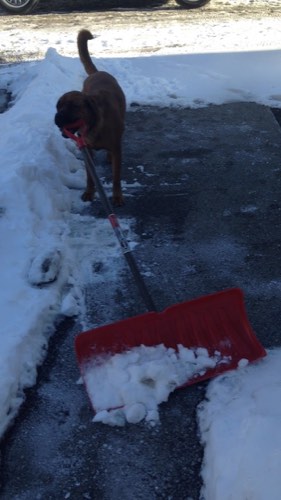 Tumblewood Canine — dog training in Campbellville (photo 2)