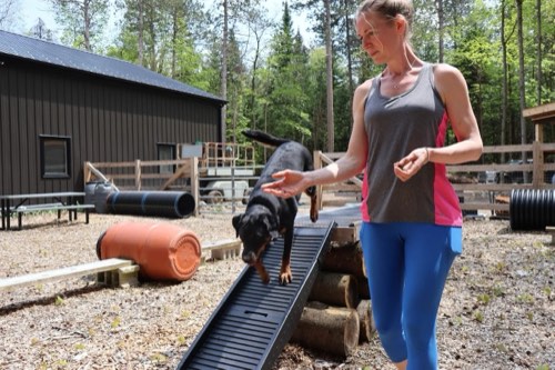 Tumblewood Canine — dog training in Campbellville (photo 3)