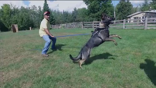 TigerhillK9 — dog training in Georgetown (photo 2)